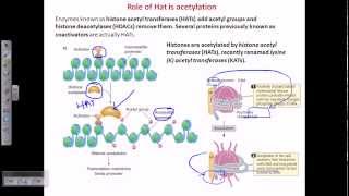 Histone acetylation [upl. by Asilav]