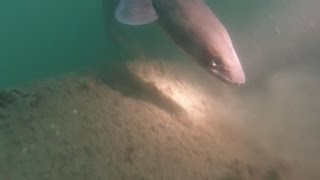 Conger eel encounter while diving on a wreck in poor visibility [upl. by Leuqcar]