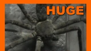 🐝 Japan huntsman spider at the door ドアでジャイアント日本クモ  Real Japan Monsters 日本のモンスター [upl. by O'Mahony346]