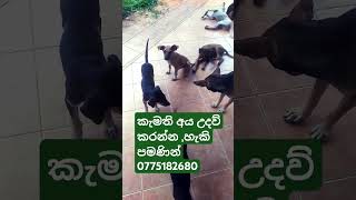 පාර අයිනෙ මැරෙන්න ගිය අය dog puppy puppies doglover doglovers doglove cutepet rescue 🐶🐕🐈😍😺 [upl. by Sammie]