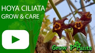 Hoya ciliata  grow amp care Black hoya plant [upl. by Ledah]