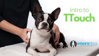 Intro to Tellington Touch TTouch for Dogs [upl. by Kcirdaed]