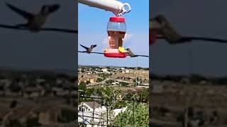 Couple of hummingbirds flying around the hummingbird feeder [upl. by Atterahs533]