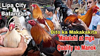 EP13 Dito ka Makakakita ng Malalahi at mga Quality na Manok  BENTAHAN ng Manok sa Lipa City [upl. by Nylesoy]