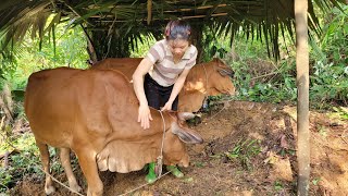 Making a temporary barn for cows  Ly Thi Duyen [upl. by Jehias734]