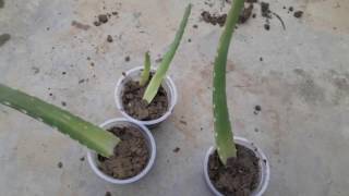 Grow Aloe vera from a single leaf  How to grow big Aloe Vera from a single aloe vera leaf [upl. by Atiuqan]