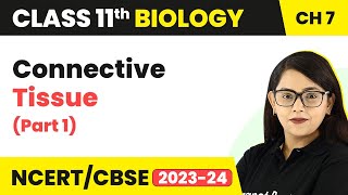 Connective Tissue Class 11  Structural Organisation In Animals  Class 11 Biology Part 1 [upl. by Maurili]