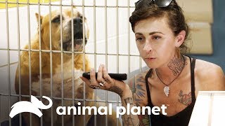 ¿Perra es abandonada por familia que la adoptó  Pit bulls y convictos  Animal Planet [upl. by Aldred852]