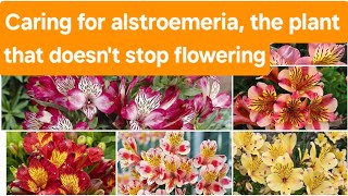 Caring for alstroemeria the plant that doesnt stop flowering [upl. by Eilra]