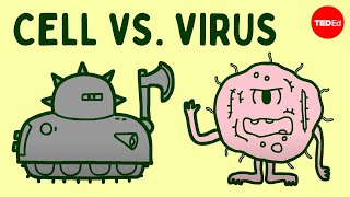 Cell vs virus A battle for health  Shannon Stiles [upl. by Nwatna725]