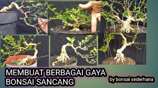 MEMBUAT BONSAI SANCANG BERBAGAI STYLE ATAU GAYA bonsaisancang bonsaitree [upl. by Diogenes]