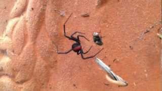 Huge Redback Spider Wraps Up A Blowfly [upl. by Paradies425]