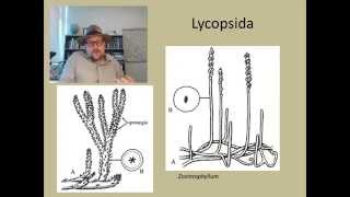 How did plants become forests during the Carboniferous [upl. by Silvie]