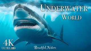 Discover the Wonders of the Underwater World 4K  A Beautiful Marine Life Film with Relaxing Music [upl. by Mignonne]