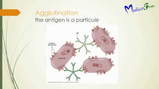 Antigen  Antibody Reactions  Immunology  flocculation Precipitation Compliment fixation [upl. by Ayerf]