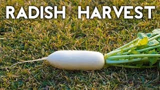 How to grow amp harvest Diakon amp White Icile radish [upl. by Waneta]