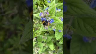 Stunning CloseUp of a Bumblebee in Action P2 [upl. by Gasparo523]