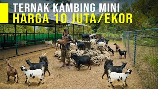 Ingin Sukses Tinggalkan PNS dan Menjadi Peternak Kambing Nigerian Dwarf [upl. by Marnie]