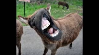 Funny donkey sounds HD [upl. by Nilesoj443]