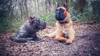 How I Feed My Dogs  Subscriber Requested Video  Presa Canario amp Cane Corso  4K [upl. by Lovell]