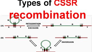 Types of CSSR recombination [upl. by Alimhaj]