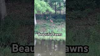 Love seeing those fawns with spots creation fawns whitetaildeer [upl. by Maer]