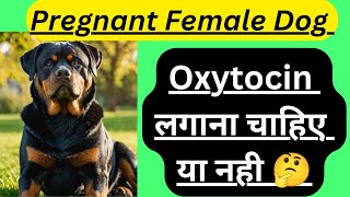 🥺 एक गलत इंजेक्शन से pregnant Female Dog 😭 gsd [upl. by Adnir246]