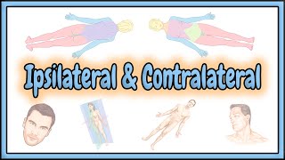 22 Ipsilateral amp Contralateral Terms  2D Animation [upl. by Asik]