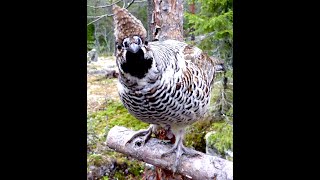 Curious Hazel grouse  Nyfiken järpe [upl. by Anauqed]