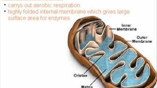 Cell Structure  AS Biology Revision  OCR Unit 111 [upl. by Nomelihp]