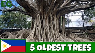 Have you ever seen the 5 OLDEST Trees in the Philippines  A 1000 year old Balete Tree EARTHGENT [upl. by Faythe84]