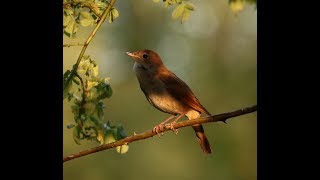 Nightingales Song Nachtigalls Gesang [upl. by Angrist]