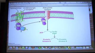 18 Biochemistry Signaling I Lecture for Kevin Aherns BB 450550 [upl. by Nnylhtak]