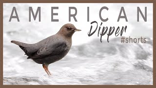 American Dipper Bird Underwater Foraging  Cool Facts  Aquatic Songbird birdwatching shorts [upl. by Ceporah]