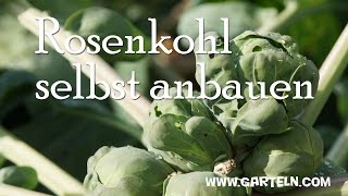 Rosenkohl Kohlsprossen pflanzen [upl. by Nilyarg]