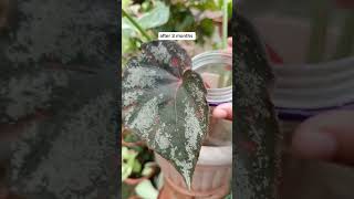 Plant propagation ExperimentBegonia leaf cuttings propagation in watertagal din nagkaroon ng shoot [upl. by Koziel]