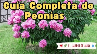 Peonías La Guía Completa de Cultivo y Cuidado 🌸  El Jardín de Anny jardinería peonies peony [upl. by Lasonde]