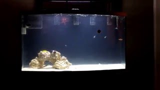 Bow Front Aquarium Custom Build [upl. by Slohcin]