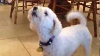 Howling Dog Bichon Frise [upl. by Calder]