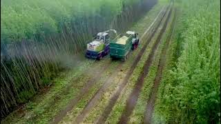 Willow Coppicing Salix in a 35 year old crop with Claas Jaguar 900 [upl. by Sherborn]