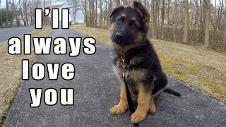 German Shepherd Puppy  Watch this before getting one [upl. by Akeemat]