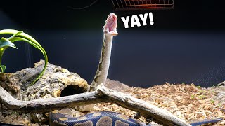 Ball Python Setup Upgrade to Mansion [upl. by Irakuy]