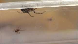 Zygiella xnotata spider vs Steatoda nobilis spiderling [upl. by Kind]