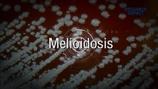 Melioidosis  Research Impact [upl. by Crowell]