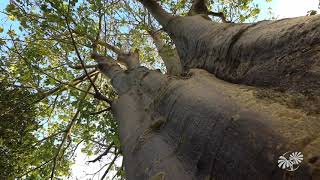 The Baobab Tree [upl. by Sidman]