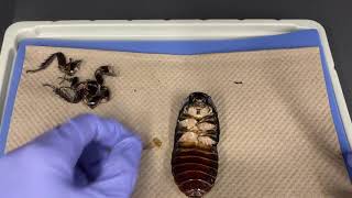 BIO153 Madagascar Hissing Cockroach Dissection [upl. by Bluhm]