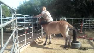 Przewalskis Horse being trained by Nancy Nunkes Friendship Training TM [upl. by Cinemod836]