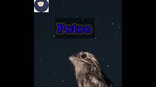 potoo bird 🤔👍shorts ytshorts youtubeshorts trendingshorts amazingfacts facts factwalebhaiya 🐥 [upl. by Anahsak]