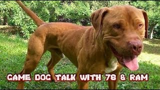 GAMEDOG TALK EPISODE 32 THE TRUE PEDIGREE OF REDBOY amp OTHER GREATS [upl. by Wadesworth]