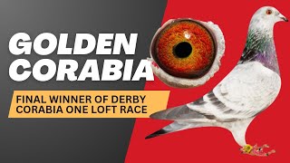 1st Final Winner Racing Pigeon Of Derby Corabia For Sale In Pipa Pigeons Auction [upl. by Annalise]